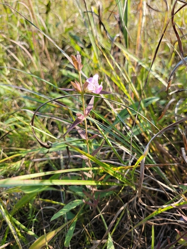Image of Earleaf False Foxglove (Agalinis auriculata) by (c) Elias, some rights reserved (CC BY)
