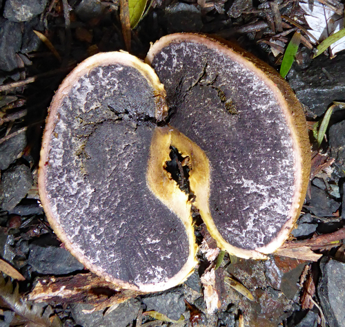 Scleroderma flavidum f. macrosporum image