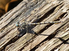 Paragomphus cognatus