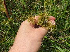 Cyperus lancastriensis