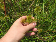Cyperus lancastriensis