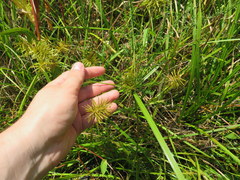 Cyperus lancastriensis