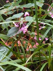 Begonia grandis