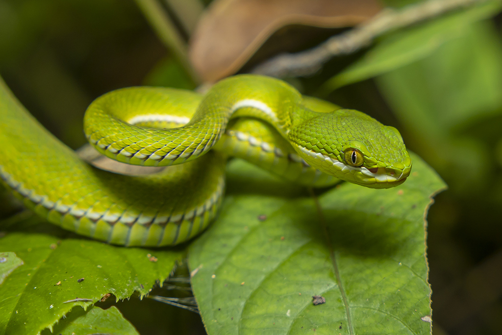 White-lipped Pit Viper from Sai Kung, New Territories, Sai Kung, Hong ...