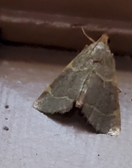 Hypsopygia binodulalis