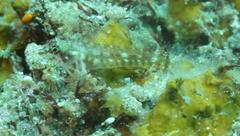 Helcogramma rharhabe