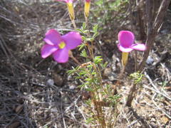 Oxalis engleriana
