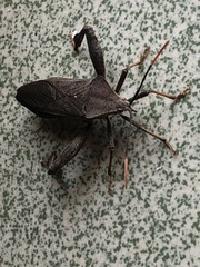 Pseudomictis distinctus