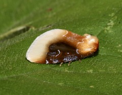 Chrysoecia scira