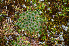 Plantago rigida