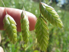 Bromus briziformis