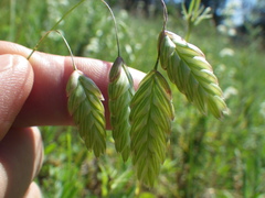 Bromus briziformis