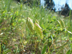 Bromus briziformis