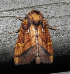 Papaipema leucostigma