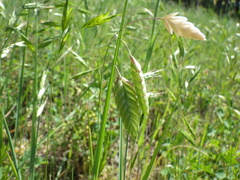 Bromus briziformis