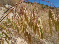 Bromus briziformis