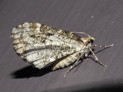 Stamnodes gibbicostata