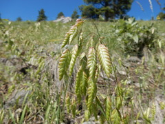Bromus briziformis