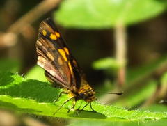 Metisella metis paris