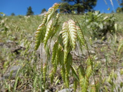 Bromus briziformis