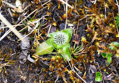Eryngium humile