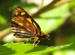 Metisella metis paris