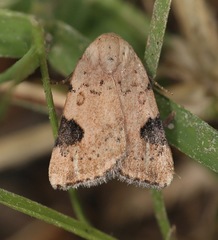 Micrathetis costiplaga