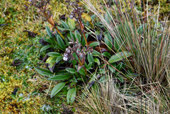 Valeriana adscendens