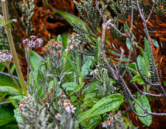 Linochilus rupestris