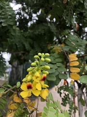 Paubrasilia echinata