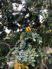 Paubrasilia echinata