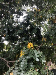 Paubrasilia echinata