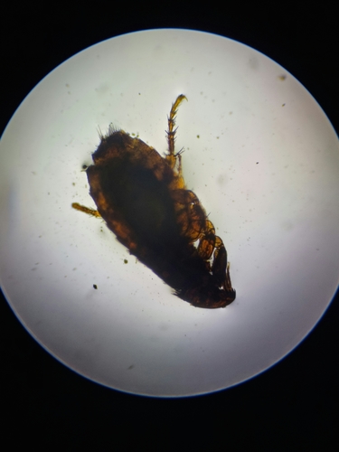 Dog flea