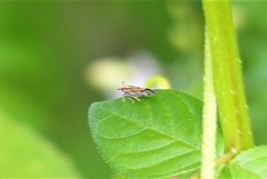Perkinsiella