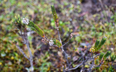 Valeriana microphylla