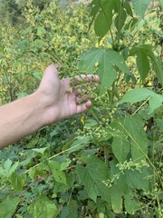 Chenopodium standleyanum