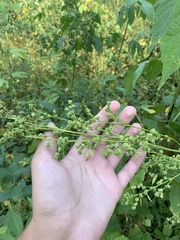 Chenopodium standleyanum