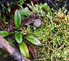 Valeriana adscendens