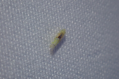 Erythroneura octonotata