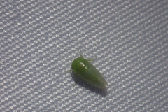 Hyalojassini