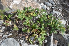 Salix reticulata