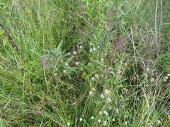 Eryngium integrifolium