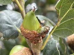 Callirhytis carmelensis