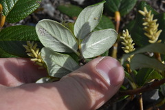 Salix reticulata