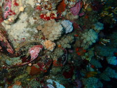 Eunephthya thyrsoidea