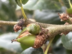 Callirhytis carmelensis