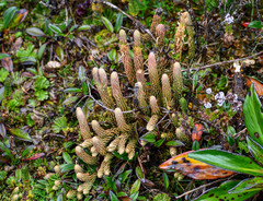 Phlegmariurus crassus