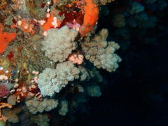 Eunephthya thyrsoidea