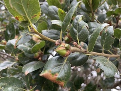 Callirhytis carmelensis