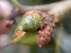 Callirhytis carmelensis